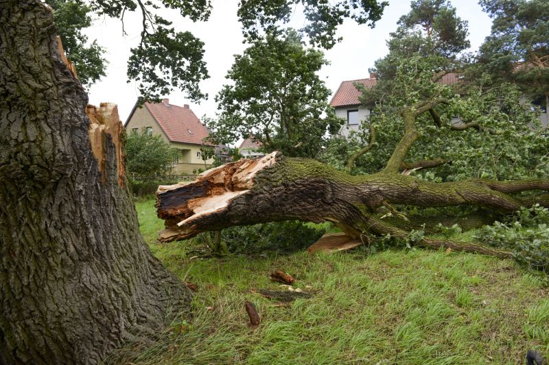 Fallen Tree on a Residential Property