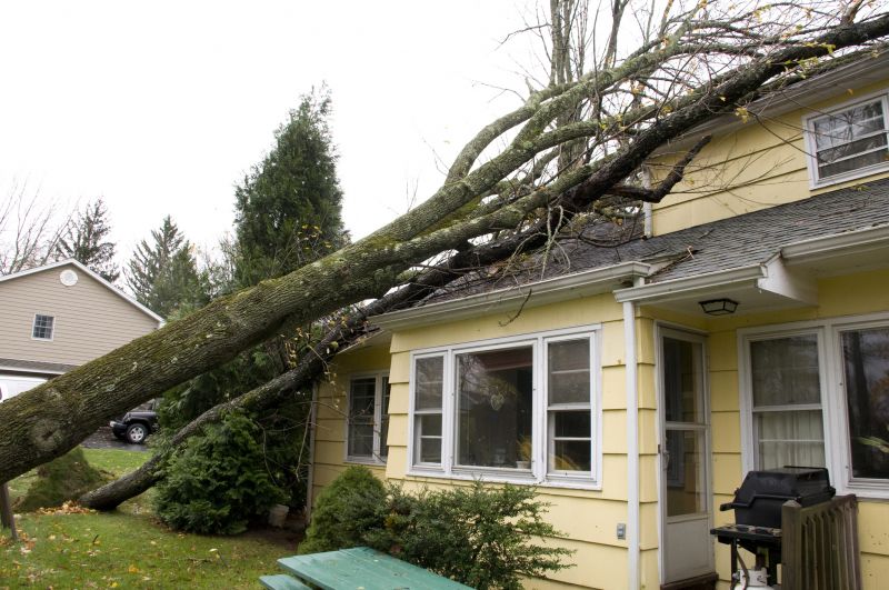 Storm Damage Tree Collapse
