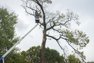 Large Tree Being Lifted