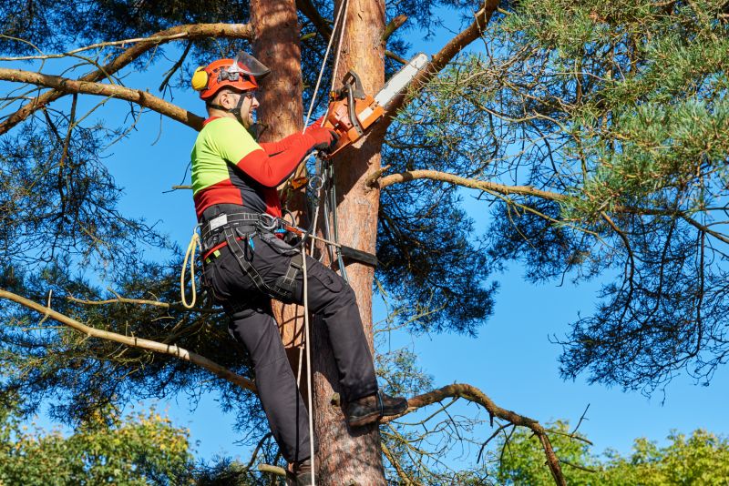 Safe Climbing and Pruning