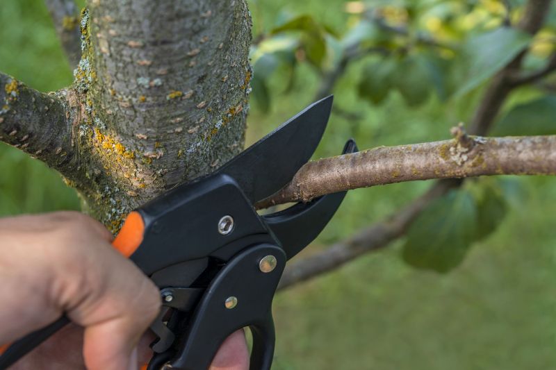 Storm Damage Pruning